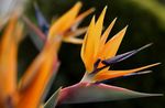 Foto Paradīzes Putna, Celtnis Ziedu, Stelitzia zālaugu augs (Strelitzia reginae), oranžs