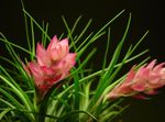 Photo House Flowers Tillandsia herbaceous plant , pink