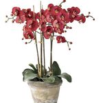 Photo House Flowers Phalaenopsis herbaceous plant , red