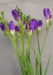 Photo House Flowers Freesia herbaceous plant , purple
