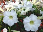 fotoğraf Evin çiçekler Çöl Gülü ağaç (Adenium), beyaz