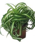 снимка Интериорни растения Паяк Растителна (Chlorophytum), на петна