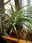 foto Spin Plant (Chlorophytum), bont