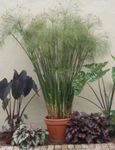 Photo des plantes en pot Usine De Parapluie (Cyperus), clair-vert