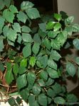 fotoğraf Ev Bitkileri Üzüm Sarmaşık, Meşe Yaprağı Sarmaşık (Cissus), koyu yeşil