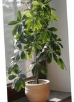 foto Le piante domestiche Albero Ombrello (Schefflera), verde