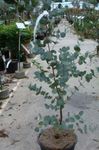 foto Le piante domestiche Gum Tree gli alberi (Eucalyptus), verde