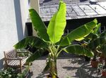 Фото үй өсімдіктер Банан ағаш (Musa coccinea), жасыл