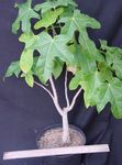 fénykép Szobanövények Brachychiton fa , zöld