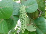 Fil Krukväxter Sea Grape träd (Coccoloba), grön