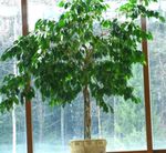 снимка Интериорни растения Pisonia дървета , зелен