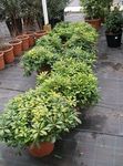 Fil Krukväxter Japansk Lagerblad, Pittosporum Tobira buskar , grön