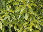foto Le piante domestiche Alloro Giapponese, Pitosforo Tobira gli arbusti (Pittosporum), chiaro-verde