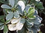 foto Le piante domestiche Alloro Giapponese, Pitosforo Tobira gli arbusti (Pittosporum), eterogeneo