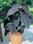 Bilde Stueplanter Colocasia, Taro, Cocoyam, Dasheen , claret