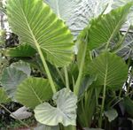 foto Kamerplanten Colocasia, Taro, Cocoyam, Dasheen , groen