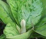 снимка Интериорни растения Homalomena , зелен