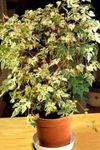 fénykép Szobanövények Bors Szőlő, Porcelán Bogyó kúszónövény (Ampelopsis brevipedunculata), tarkabarka