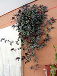 снимка Интериорни растения Скитникът Евреин (Zebrina), на петна