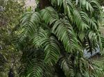 Foto Topfpflanzen Kieswerk liane (Rhaphidophora), grün