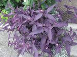 fotografija Sobne rastline Vijolično Srce Tava Jew (Setcreasea), vijolična