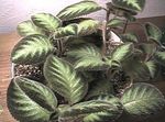 Fil Krukväxter Flamma Violett,  (Episcia), spräcklig