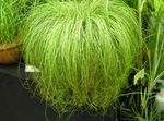 фотографија Затворене Биљке Царек, Шаш (Carex), светло-зелен