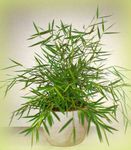 Foto Plantas de salón Bambú Miniatura (Pogonatherum), verde