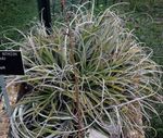 снимка Интериорни растения Фея Ангел (Hechtia), златист