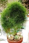 fotografie Pokojové rostliny Lezení Cibule (Bowiea), zelená