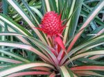 foto Pineapple características