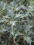 照 室内植物 茶橄榄 灌木 (Osmanthus), 银