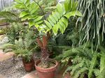 снимка Интериорни растения Флорида Арарут дървета (Zamia), зелен