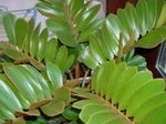 foto Le piante domestiche Florida Arrowroot gli alberi (Zamia), verde