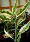 foto As Plantas da Casa Jacobs Ladder, Devils Backbone arbusto (Pedilanthus), variegado
