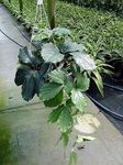 Photo House Plants Chestnut Vine liana (Tetrastigma), green