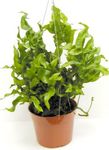 Foto Topfpflanzen Polypody (Polypodium), grün