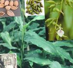Fil Krukväxter Cardamomum, Elettaria Cardamomum , grön