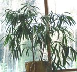 foto Le piante domestiche Bambù (Bambusa), verde