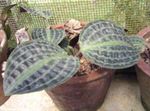 снимка Интериорни растения Geogenanthus, Крепон На Ивици Растителна , на петна