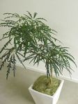 Photo House Plants False Aralia tree (Dizygotheca elegantissima), dark green