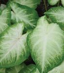 снимка Интериорни растения Caladium , златист