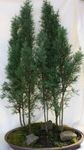 Фото үй өсімдіктер Kiparis ағаш (Cupressus), жасыл
