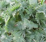 снимка Интериорни растения Oxalis , златист