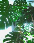 გაყოფილი ფოთოლი Philodendron