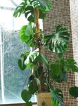 φωτογραφία Εσωτερικά φυτά Διάσπαση Των Φύλλων Φιλόδενδρο αναρριχώμενα (Monstera), σκούρο-πράσινος