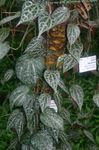 fotografie Plante de Apartament Piper Celebes, Piper Magnific liană (Piper crocatum), pestriț