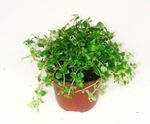 foto As Plantas da Casa Artillery Fern, Miniature Peperomia (Pilea microphylla, Pilea depressa), luz verde