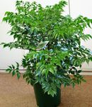 Photo des plantes en pot China Doll des arbustes (Radermachera sinica), vert
