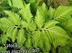 Foto Topfpflanzen Selaginella , hell-grün
